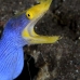 eel_ribbon_bhr_tam_v_0233_bal6055.jpg